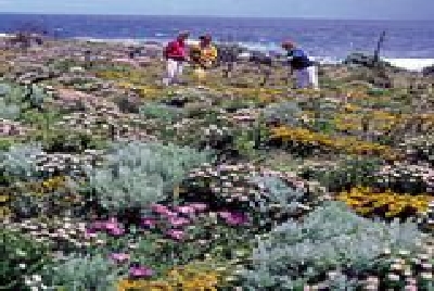 Wildblumen in voller Pracht-SW Wildflower 1.jpg